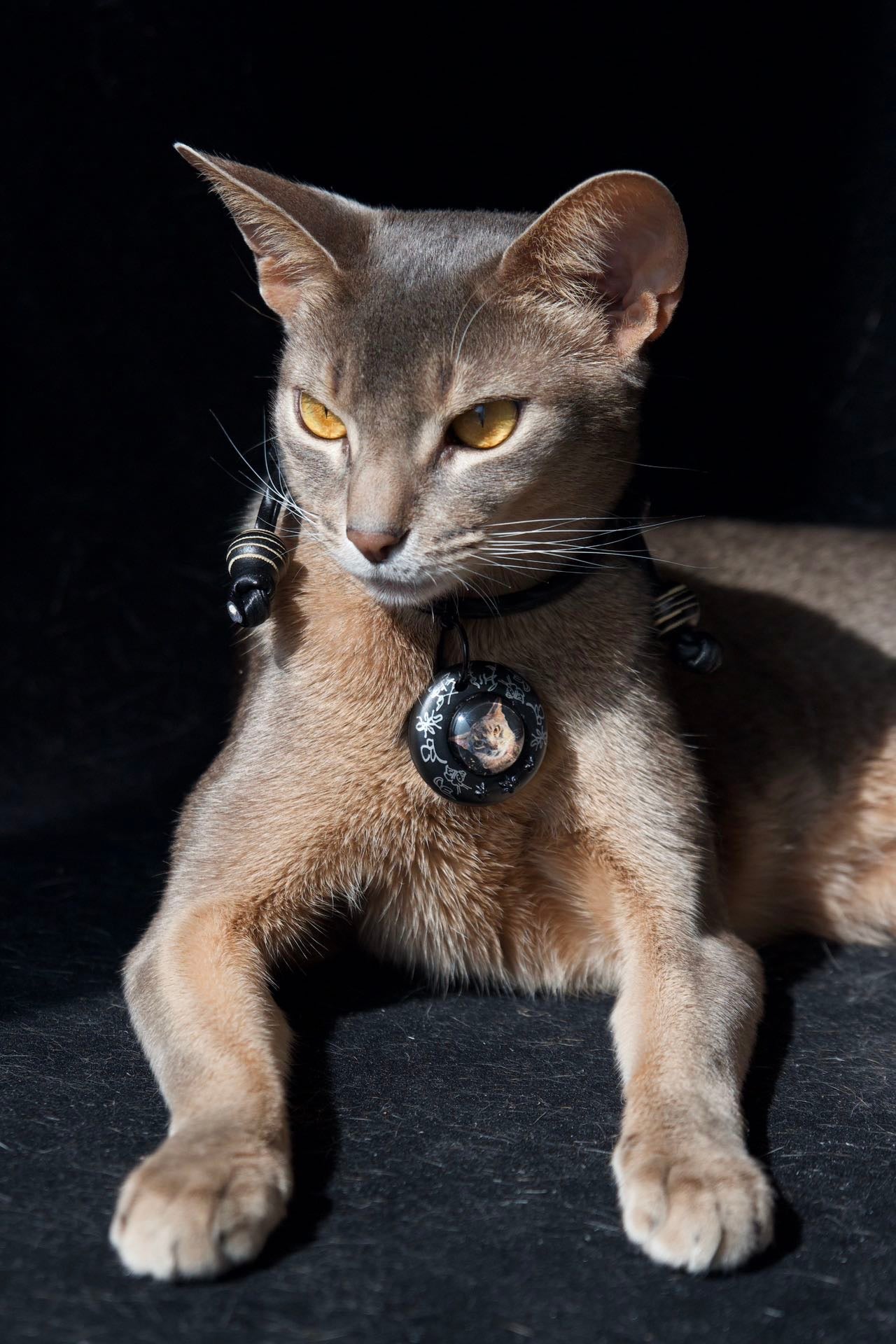 Custom Pet Portrait Collar Tag